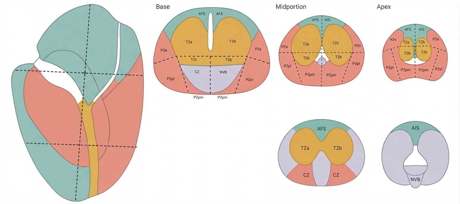 anatomie zonale de la prostate